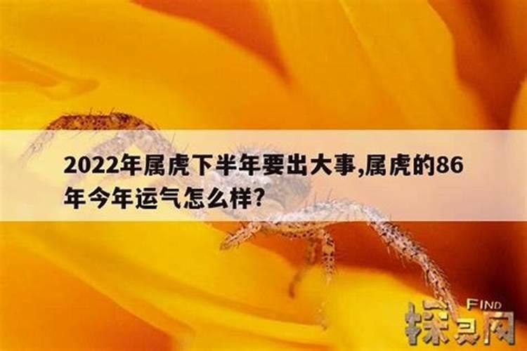 86年的虎今年的运势怎么样