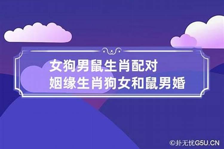 女狗男鼠今年运势如何