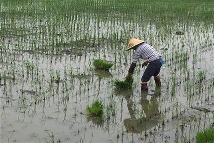 女人梦见栽秧什么意思呀