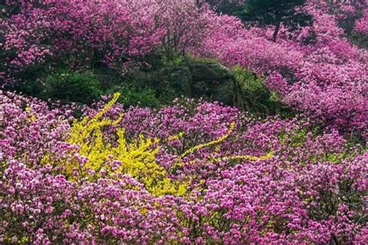 青岛清明节哪里看花