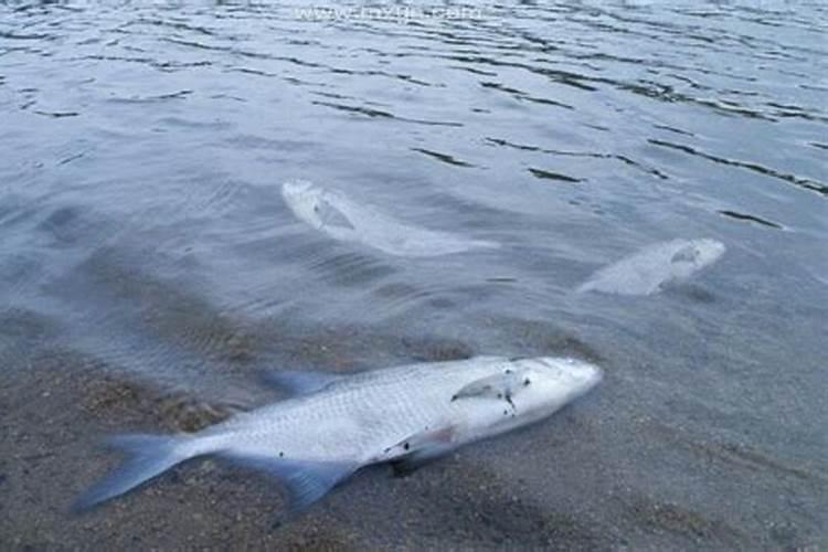 梦到海里很多死鱼什么预兆