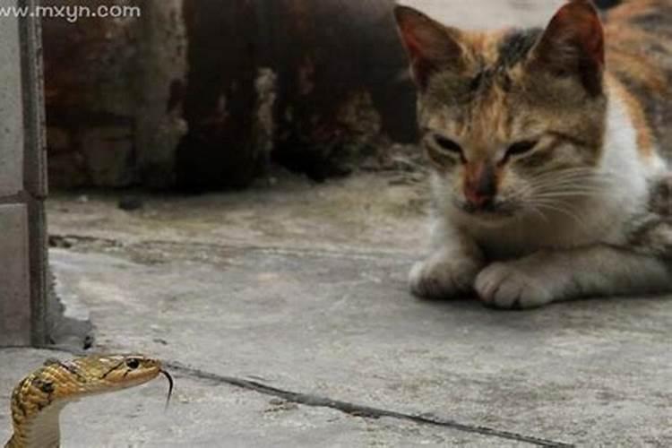 梦见猫蛇是什么预兆男人