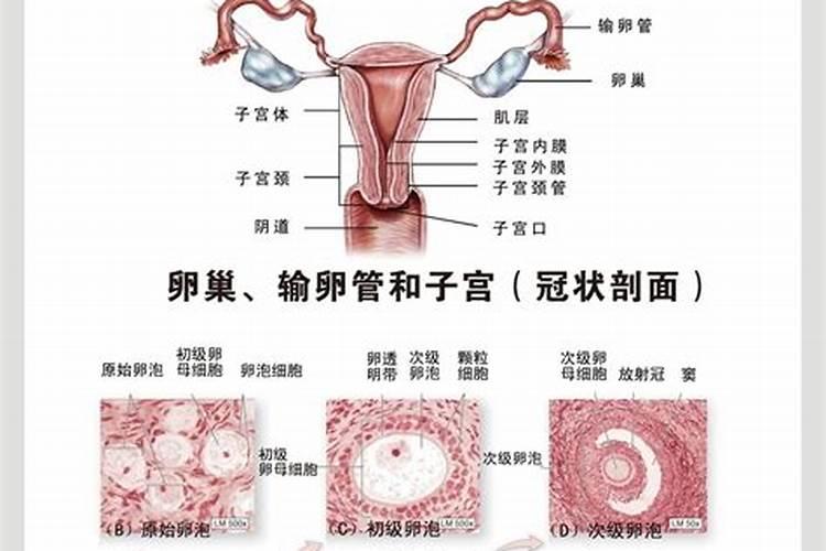 梦见看到女性生殖系统流血