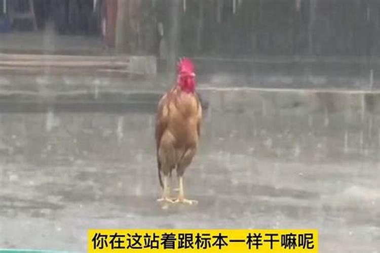 梦到鸡淋雨