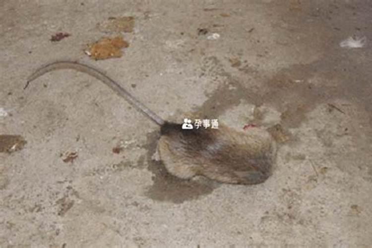 梦见死老鼠好臭