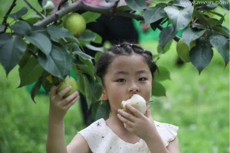 梦到摘梨吃是什么意思啊