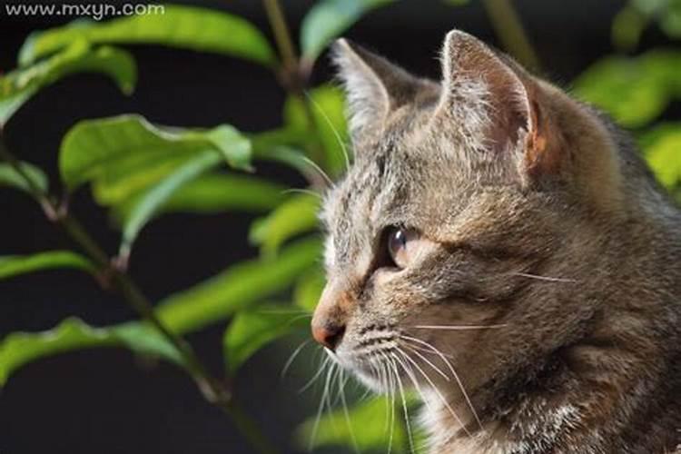 梦到猫是什么的意思