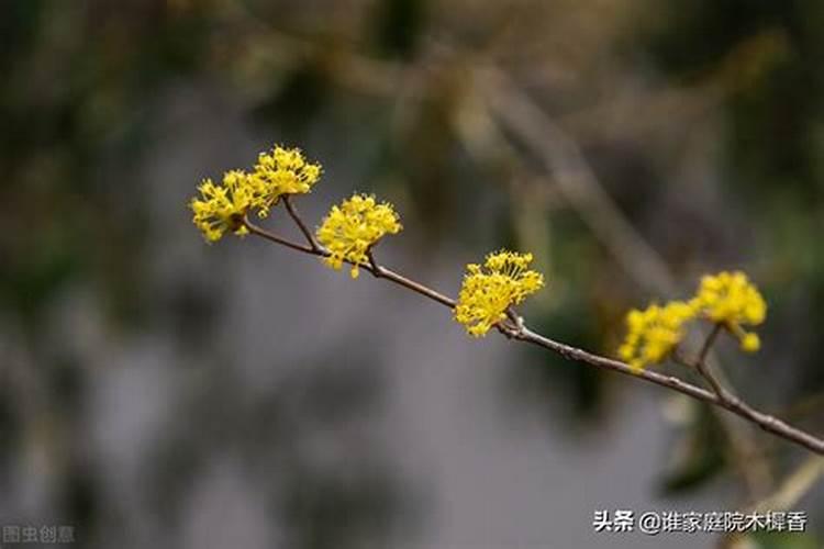 重阳节在哪插茱萸