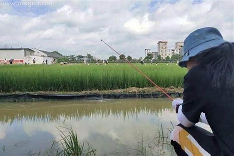 梦见别人钓鱼一钓就上钩