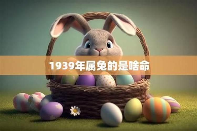 39年的兔在今年的运势