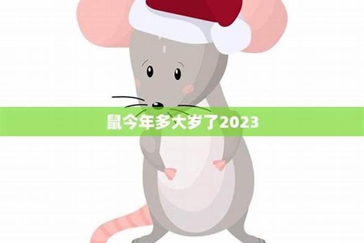 生肖鼠今年几岁2020