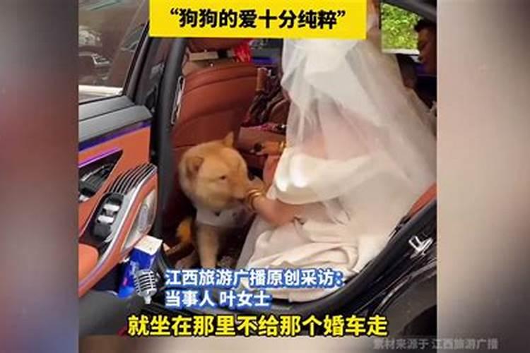 梦到自己亲哥结婚有狗跟着走