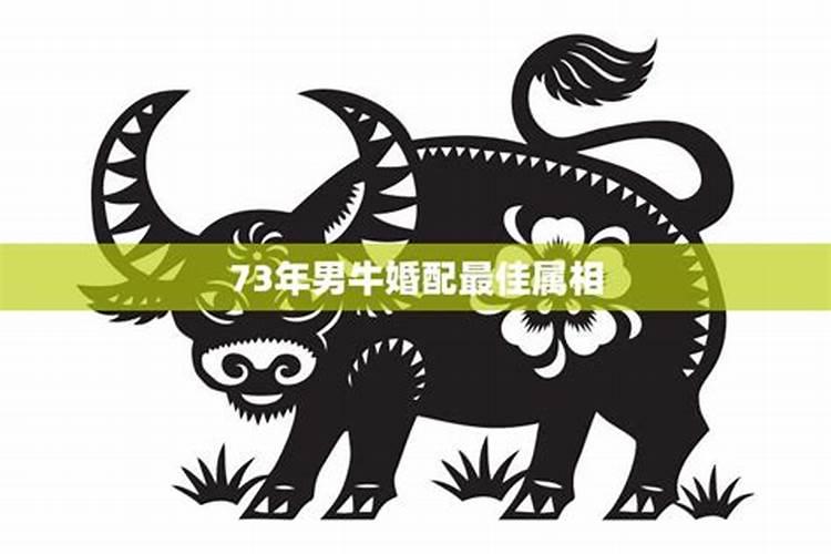 属牛找对象找多大的好73年牛男找多大的才合适