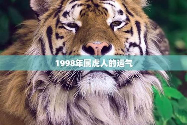 1998年虎今年运势如何