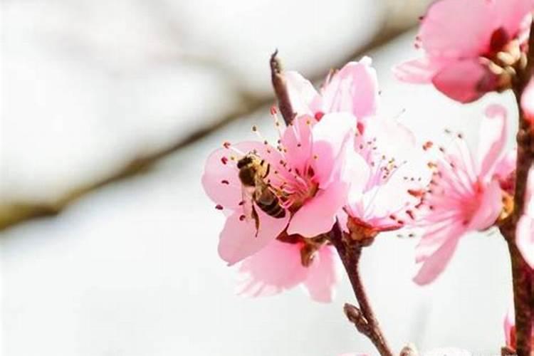 流年桃花是什么