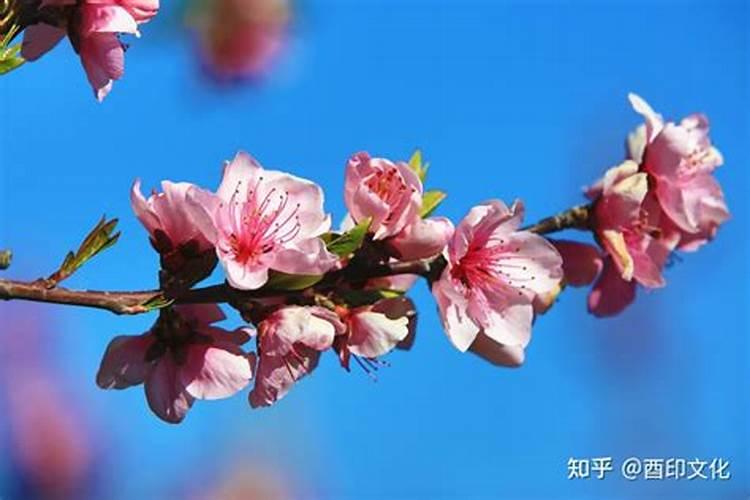 八字墙内桃花墙外桃花