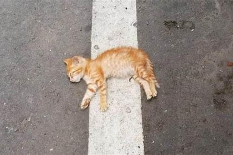 梦到死去的猫又死了