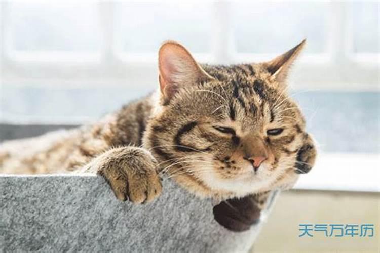 梦见已死的猫