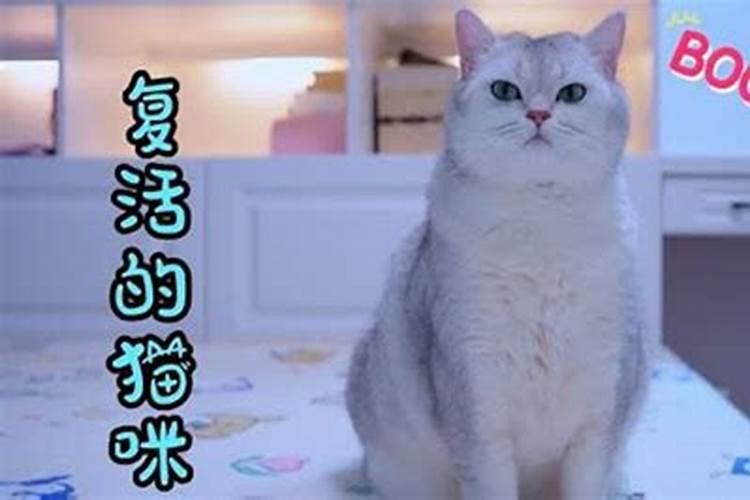 梦见已经死的猫又活了