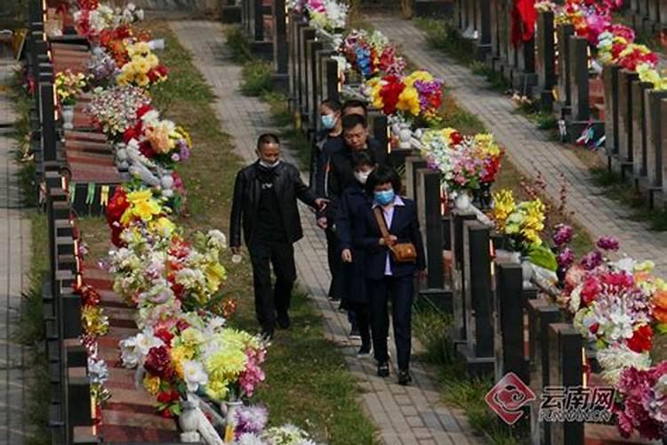 云南清明节祭扫人数