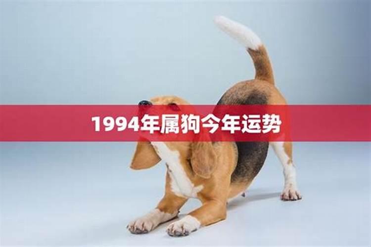 1994年生肖狗今年运势如何