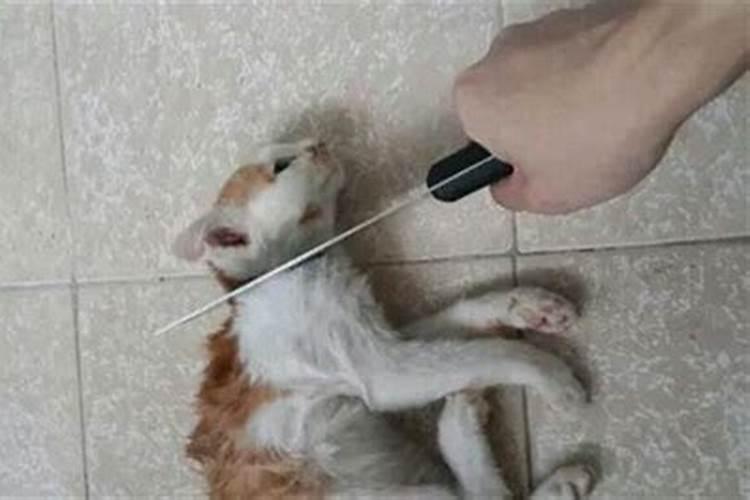 梦见别人虐猫致死