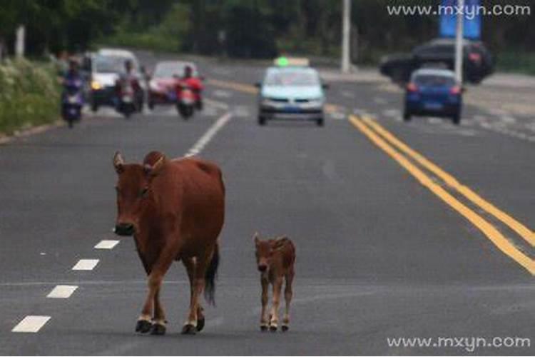 梦见牛全跑了