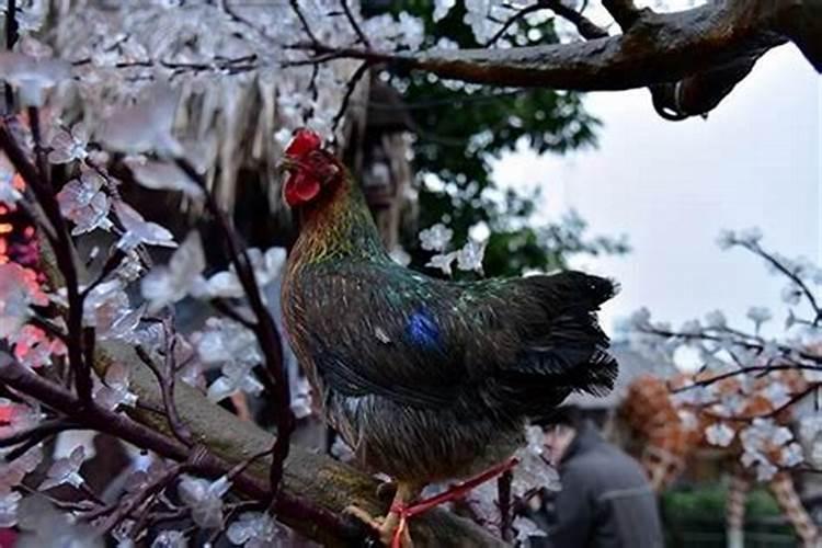 属鸡男今年财运