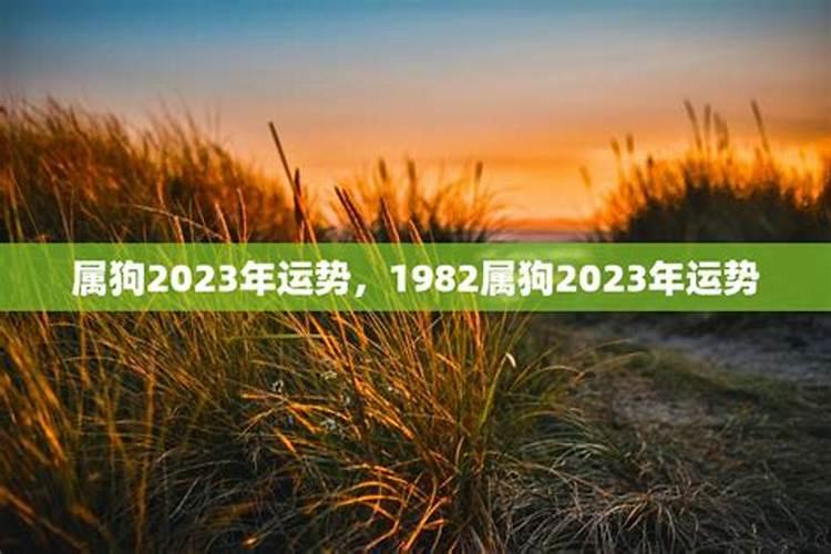 1982年狗运势2021