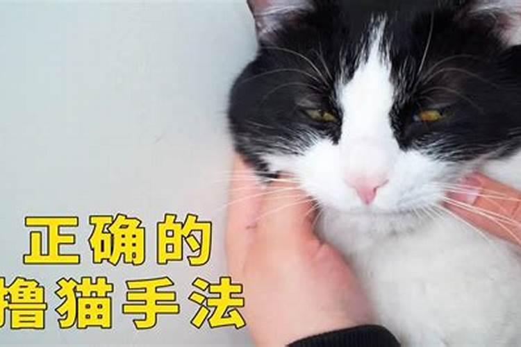 梦见很多小猫咪缠着我烦