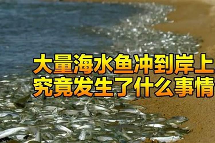 梦见海水冲上来好多鱼