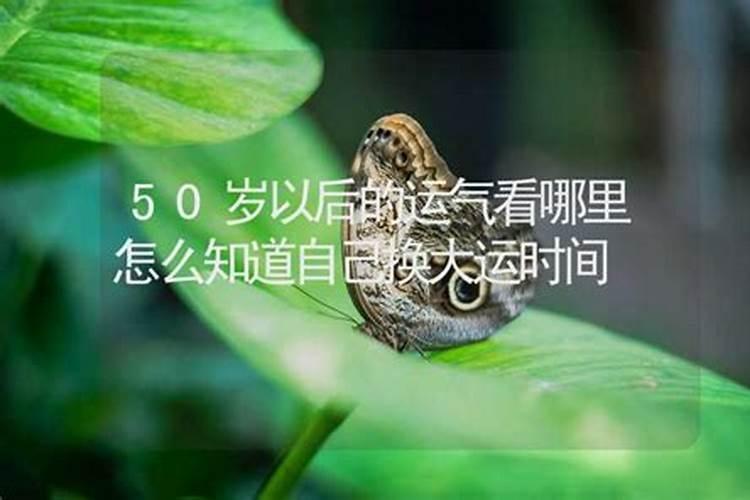 梦见熊是什么意思