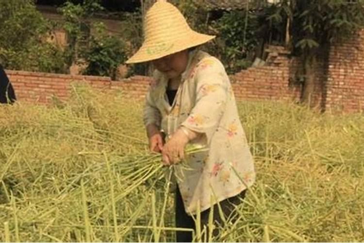 梦见油菜成熟了收割油菜苗好不好呢