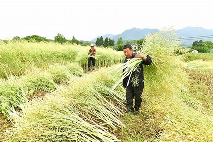 梦见油菜熟了要收割