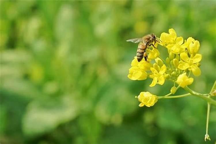 梦见油菜成熟了收割油菜苗好不好呢