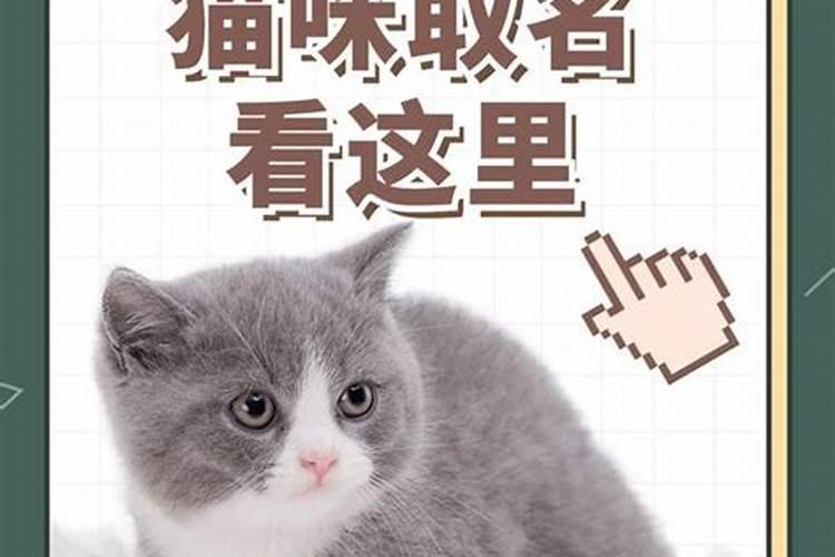 立春出生的猫取名字