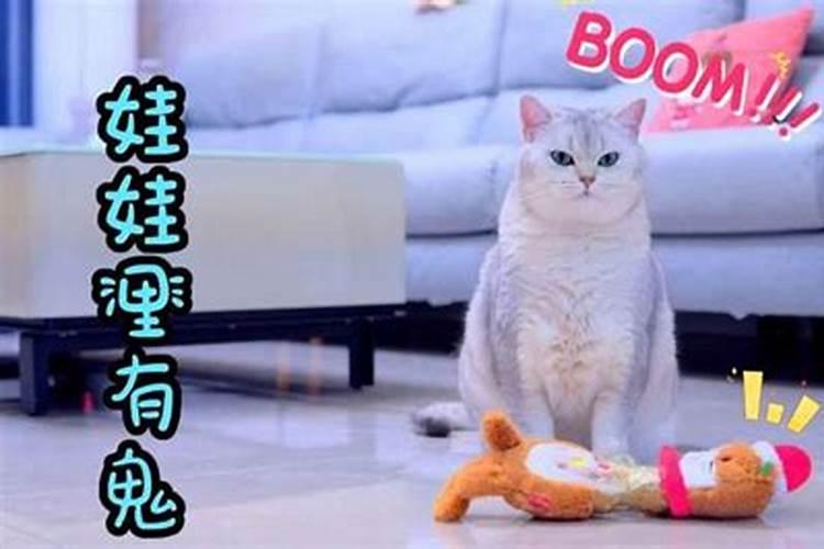 猫咪丢掉会影响运势吗