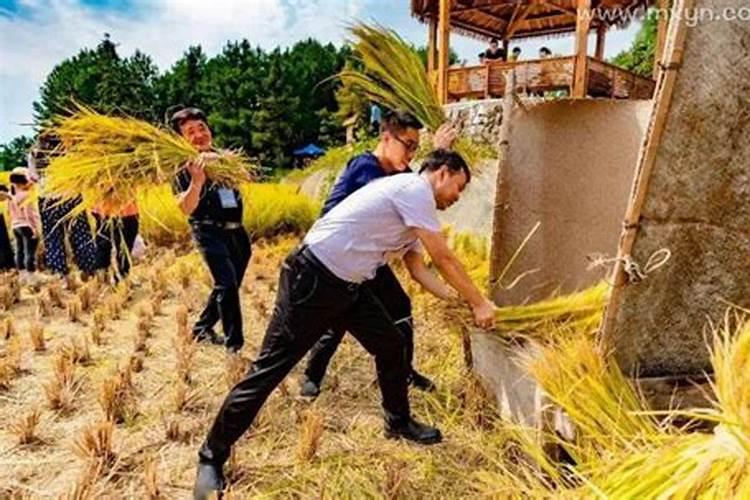 梦见和死去的亲人一起收稻谷