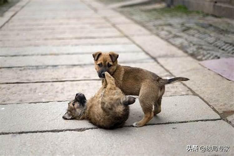 养土狗跟运势有什么关系