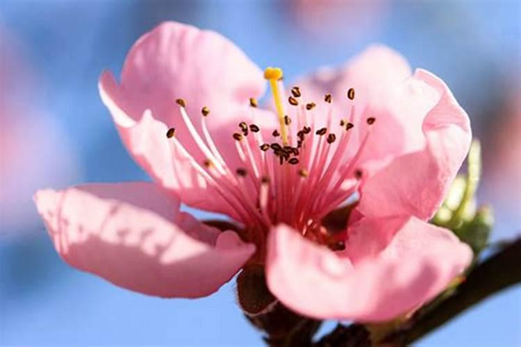 烂桃花会怎么样