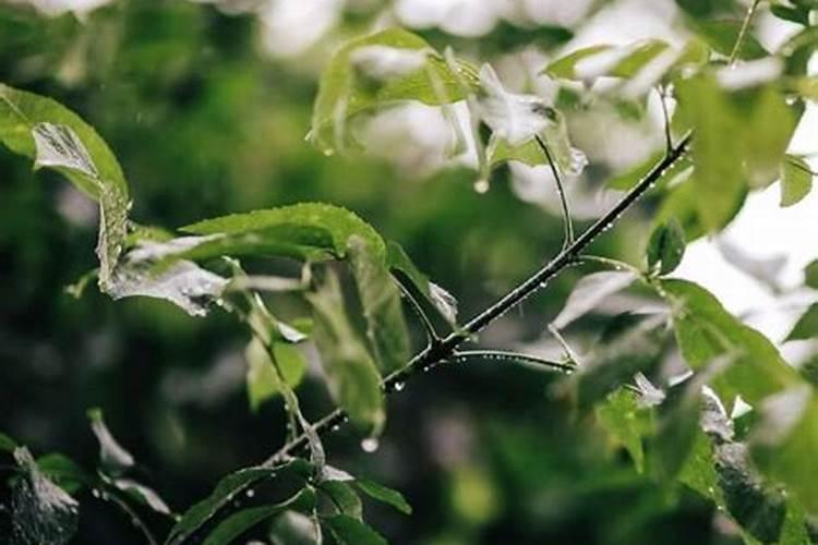 清明是哪个季节里的