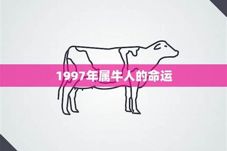 1997年出生属牛男的性格和婚姻状况如何