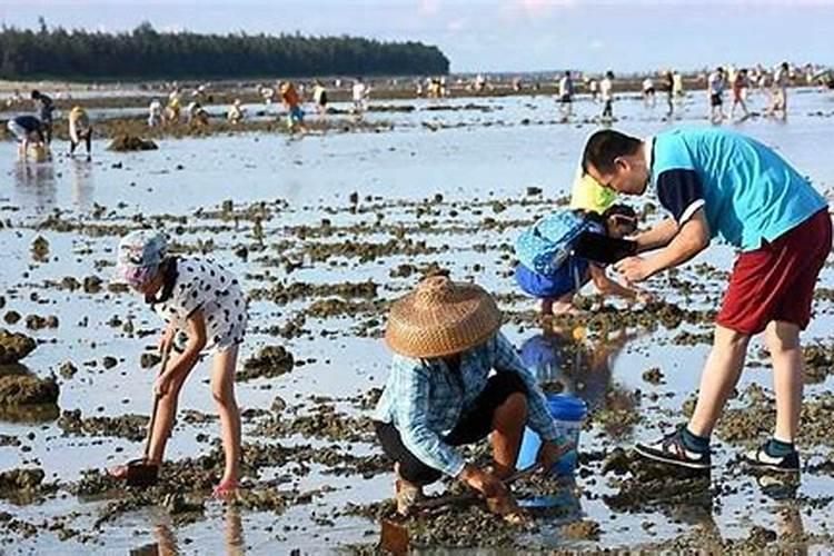 梦见赶海抓好多海鲜