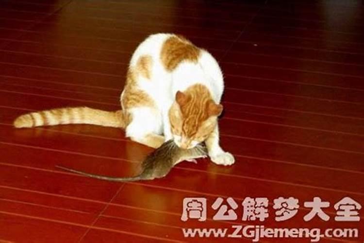 梦到死老鼠死猫活狗