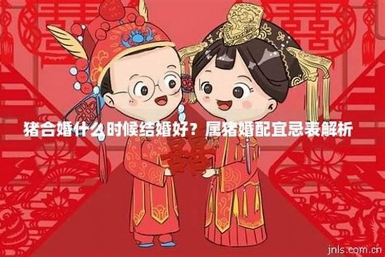 男命猪宜什么属性合婚