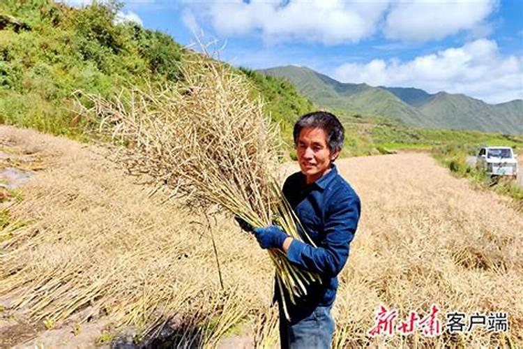 梦见油菜大丰收