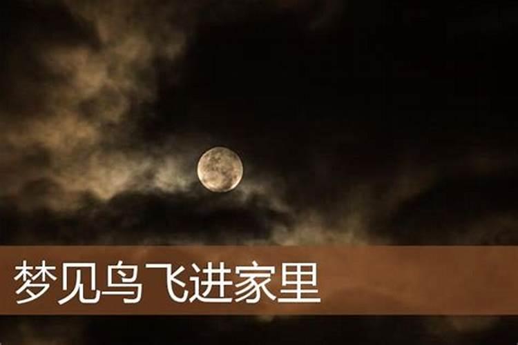 做梦梦见黑鸟飞进家里了