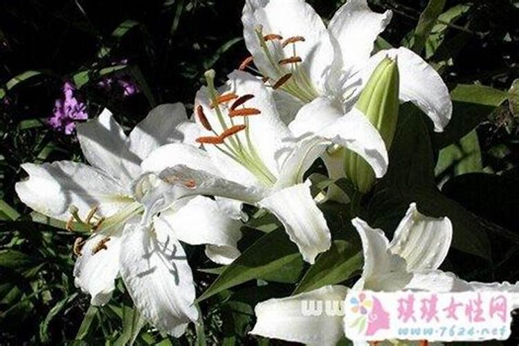 梦见好多百合花是什么意思呀