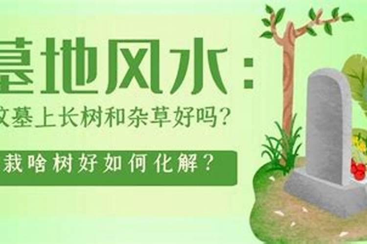 清明节可以在坟前种树吗