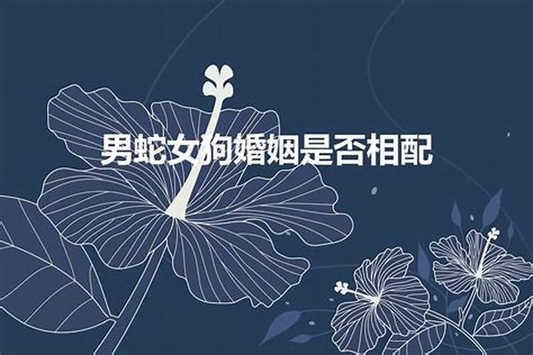 女狗男蛇婚姻相配吗适合在一起吗